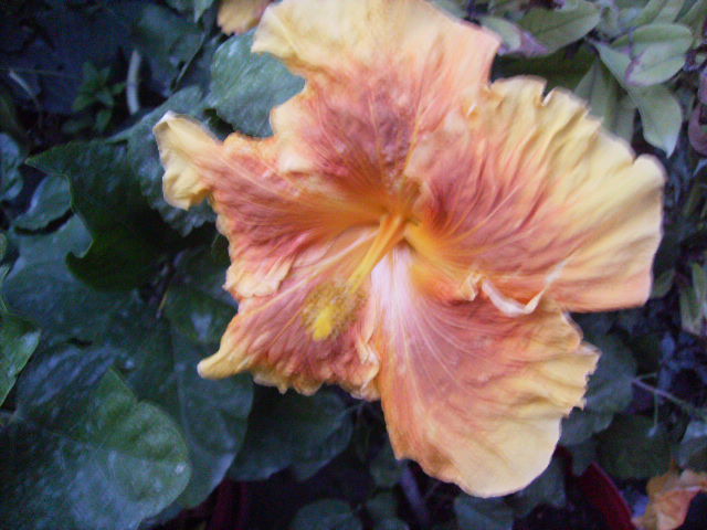 hibiscus - septembrie 2011