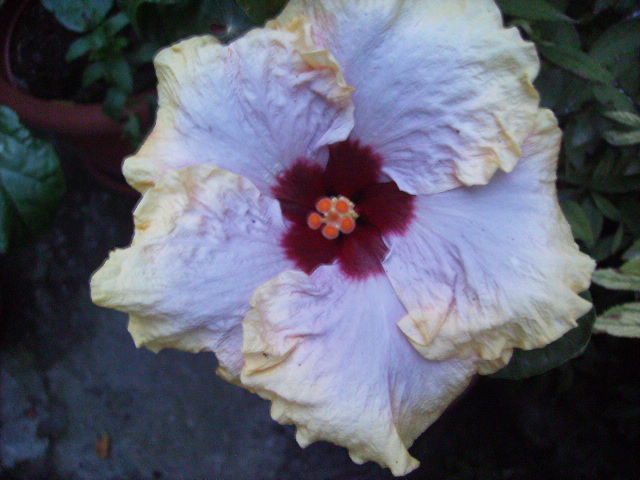 hibiscus - septembrie 2011