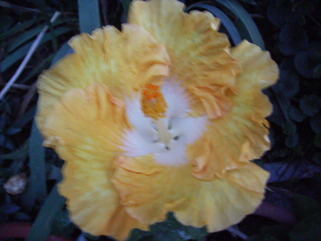 hibiscus - septembrie 2011