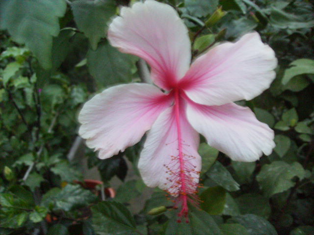 floare de hibiscus portaltoi  pentru inmultire - septembrie 2011