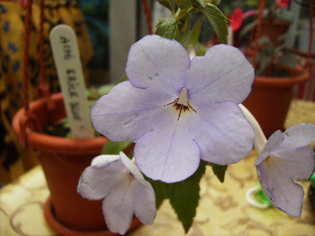 achimenes Erik blue