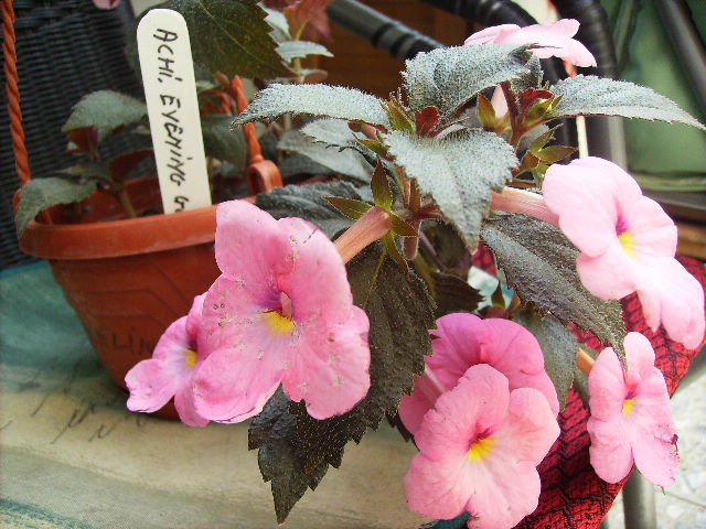 achimenes Evening glow - inceput de octombrie 2011