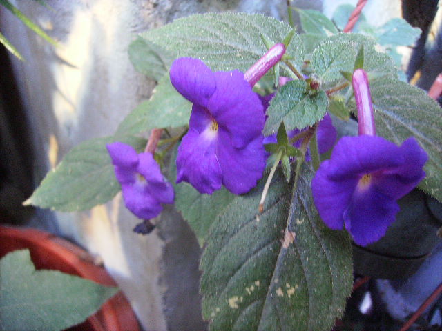 achimenes