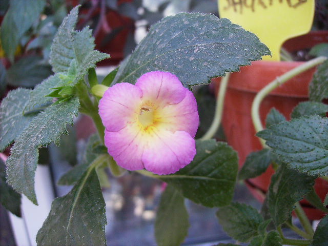 achimenes Sauline