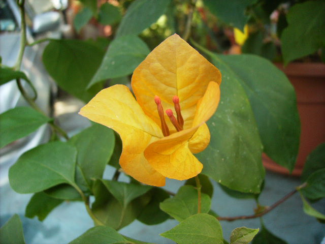 bouga Golden tango - inceput de octombrie 2011