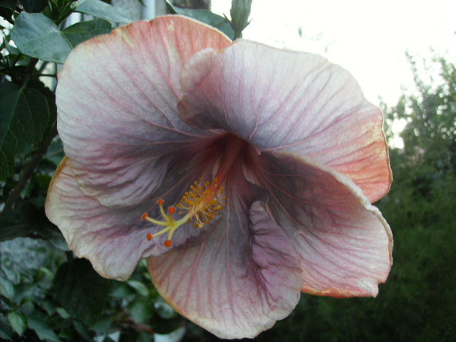 hibiscus - inceput de octombrie 2011