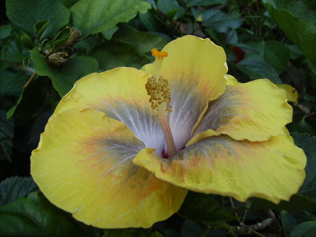 hibiscus - inceput de octombrie 2011