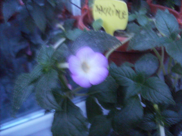 achimenes Sauline