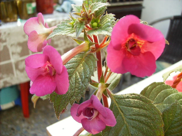 achimenes hard to get