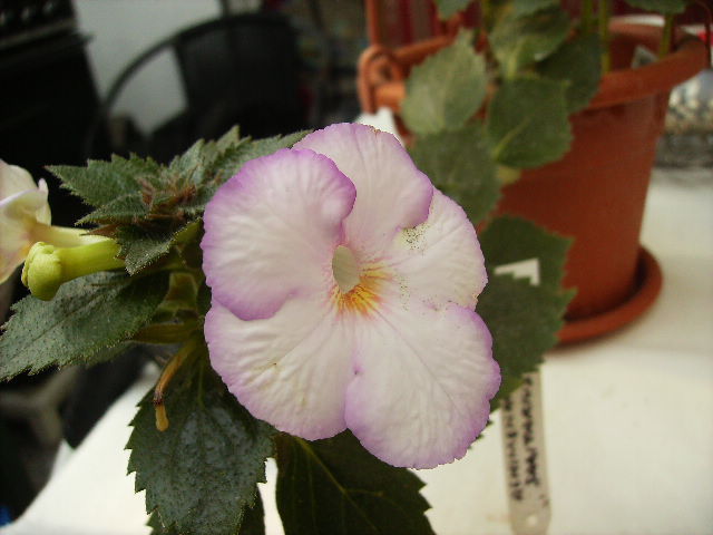 achimenes