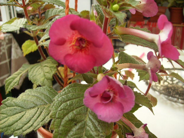 achimenes hard to get