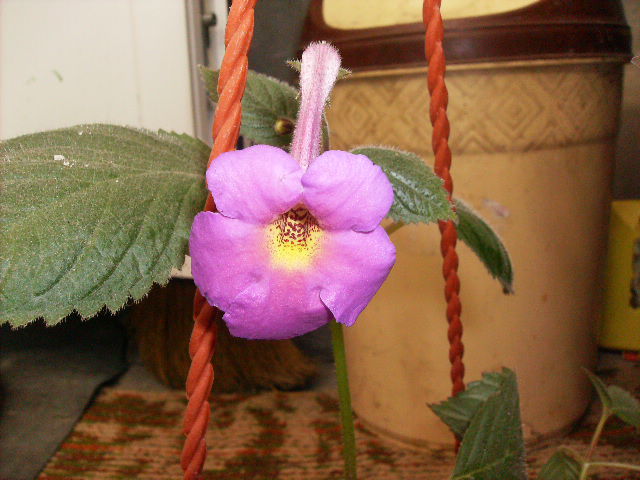 achimenes