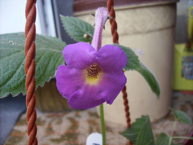 achimenes