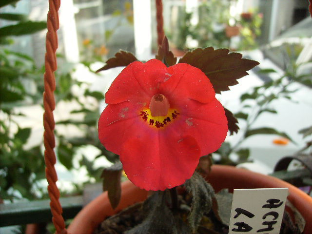 achimenes Lachs Charm