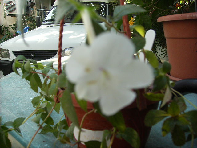 achimenes Snow princes