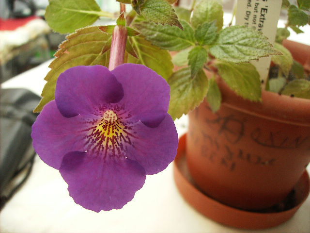 achimenes Extravaganza