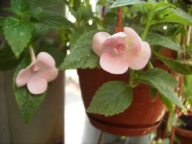 achimenes Double pink Rose
