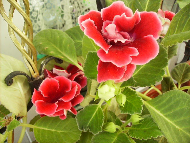 gloxinia