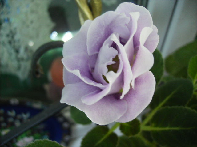 gloxinia