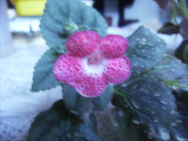 kohleria