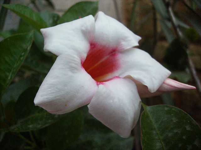 dipladenia