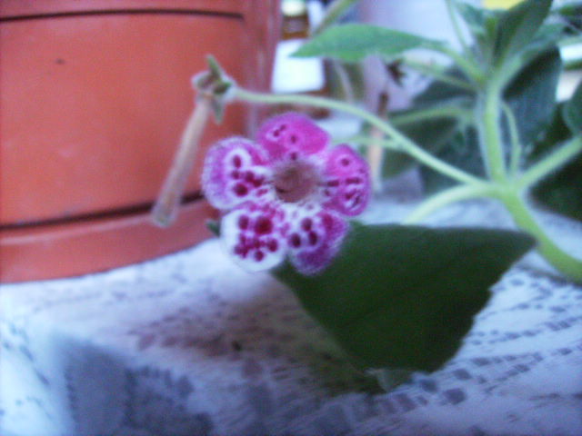 kohleria