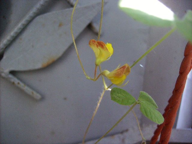 floare nedeterminata - inceput de octombrie 2011