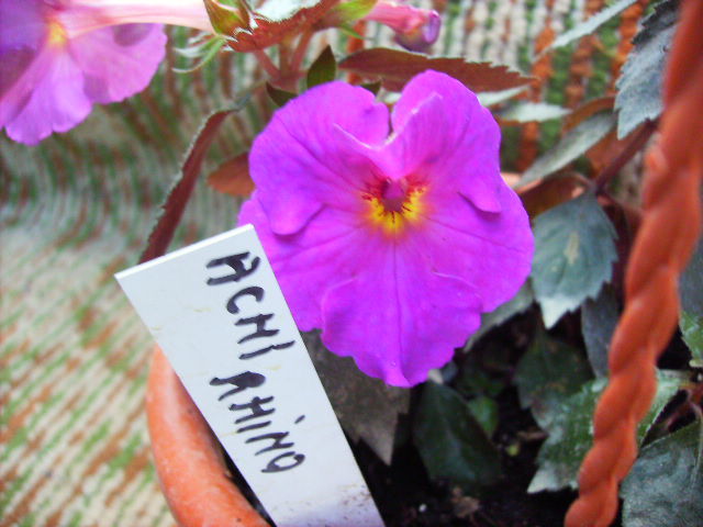 achimenes Rhino - inceput de octombrie 2011