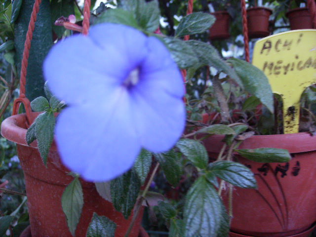 achimenes mexicana - inceput de octombrie 2011