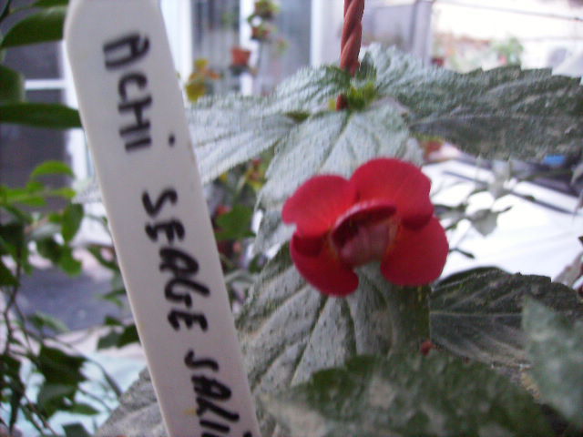 achimenes Serge Fantasy