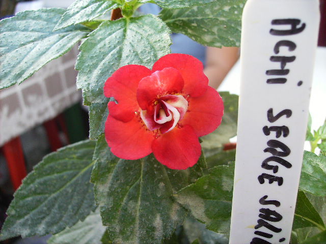 achimenes Serge Fantasy 2