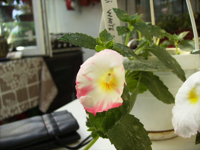 achimenes White swan