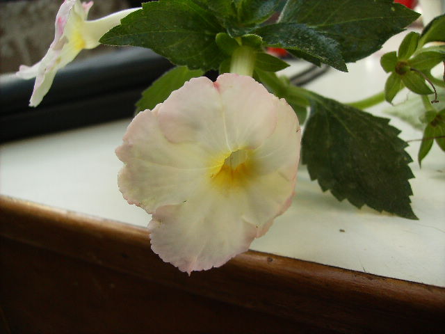 achimenes