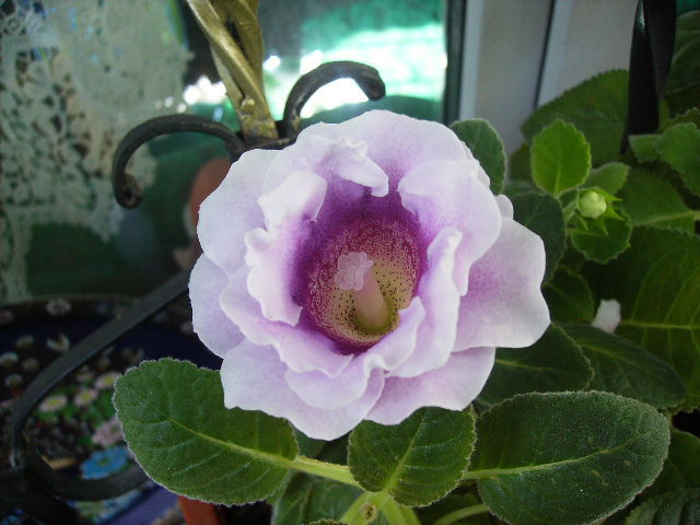 gloxinia
