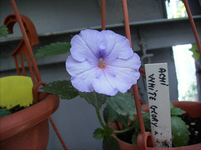 achimenes White glory