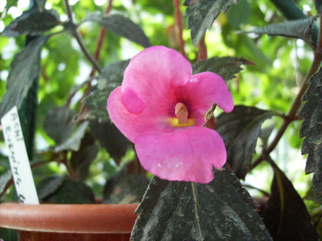 achimenes Evening glow