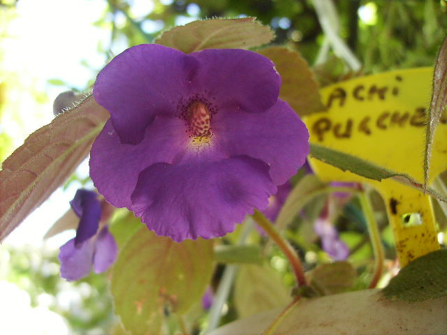 achimenes Pulcherima
