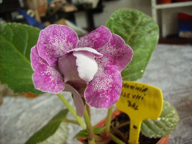 gloxinia Visnevni bal