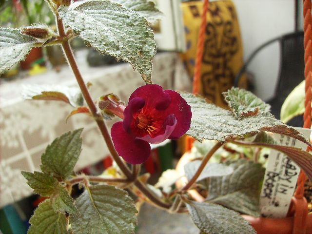 achimenes Lady in black