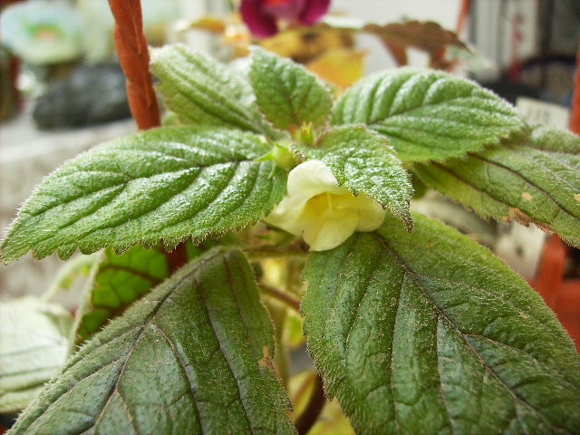 Niphimenes  Limonade