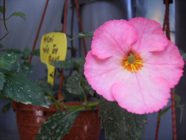 achimenes Vie en rose 2