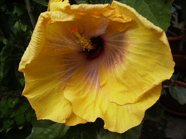 hibiscus - inceput de octombrie 2011