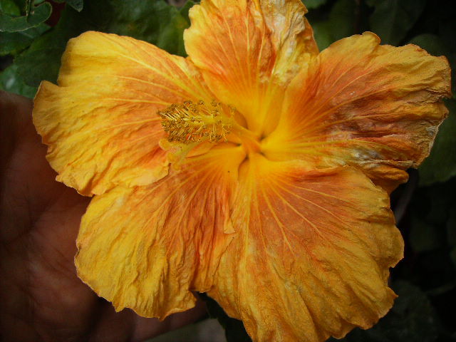 hibiscus - inceput de octombrie 2011