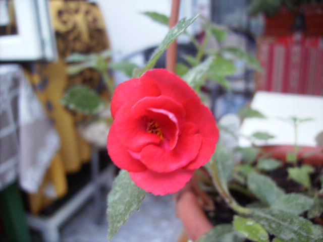 achimenes Stan's Delight