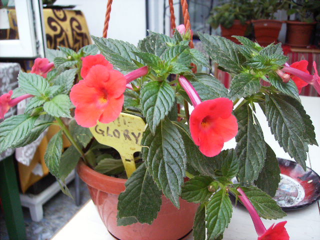 achimenes Glory