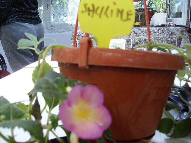 achimenes Sauline