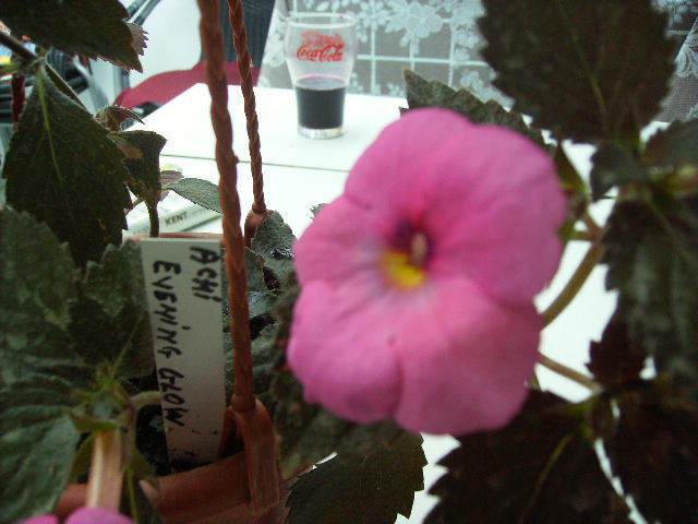 achimenes Evening glow - inceput de octombrie 2011