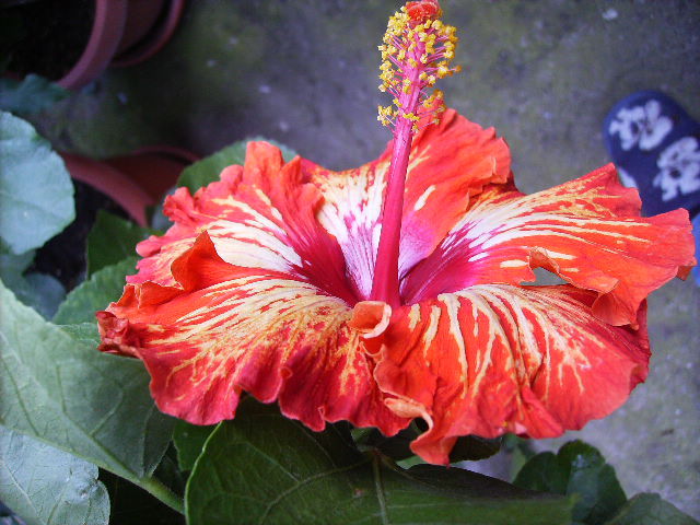 hibiscus 2 - inceput de octombrie 2011