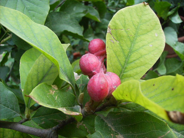 seminte de magnolie - inceput de octombrie 2011