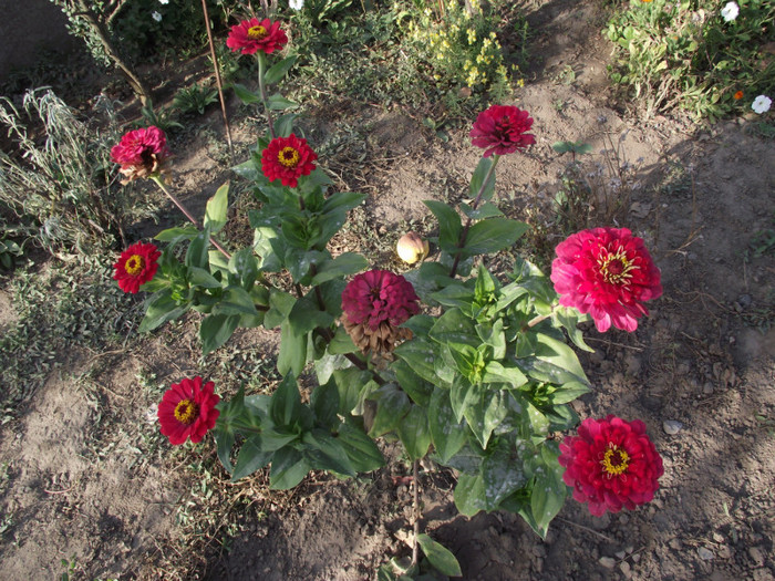 DSCF5421 - toamna